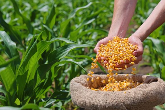 identity preserved grains meaning