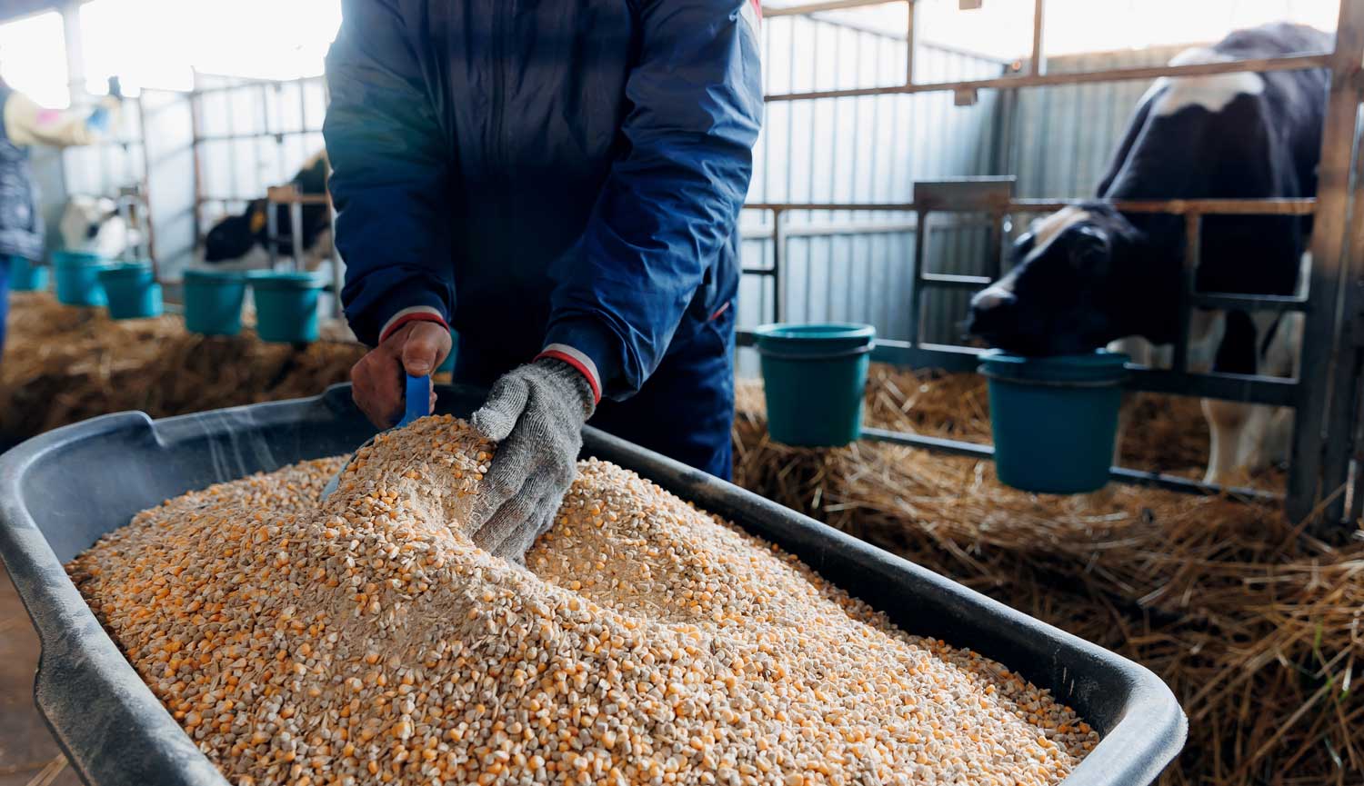 Worker measuring raw corn kernels for animal feed, illustrating the difference between feed-grade and food-grade grain handling