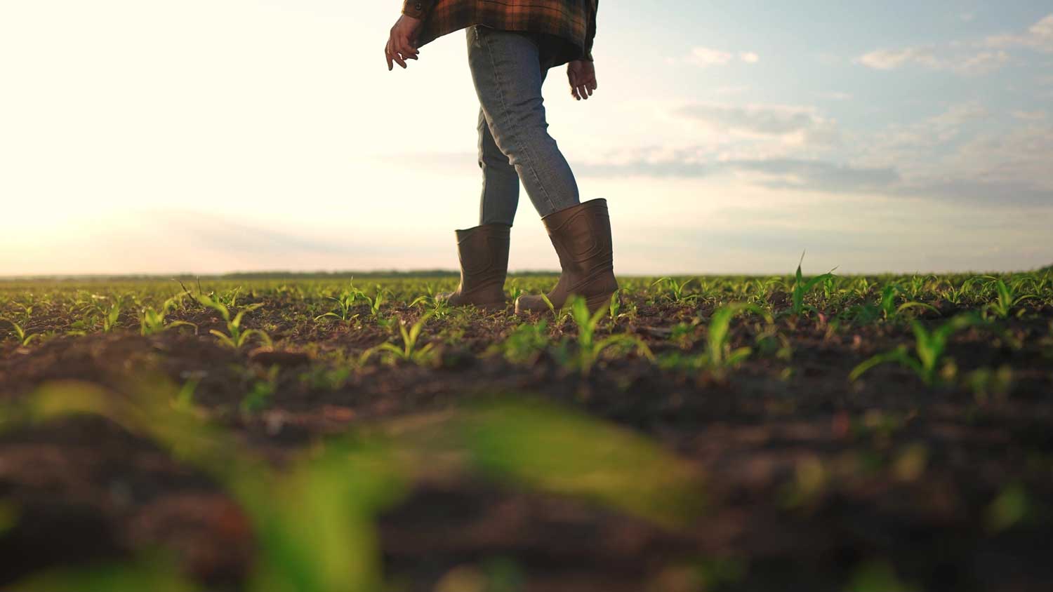 The Role of Specialty Grains in Animal Feed: Benefits and Best Practices