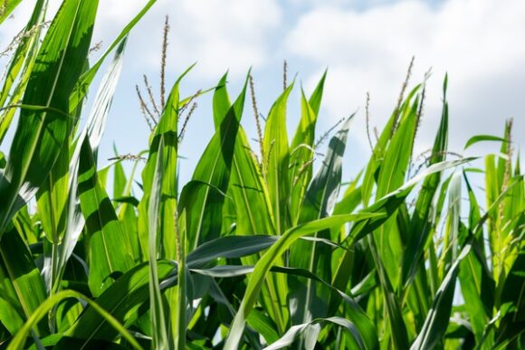 Non-GMO corn contracts and premiums