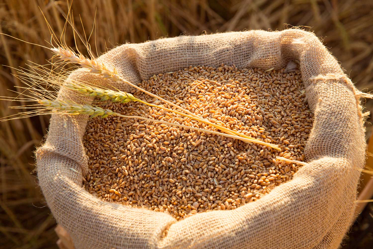 Sustainable Farming Practices and the Rise of Specialty Grains