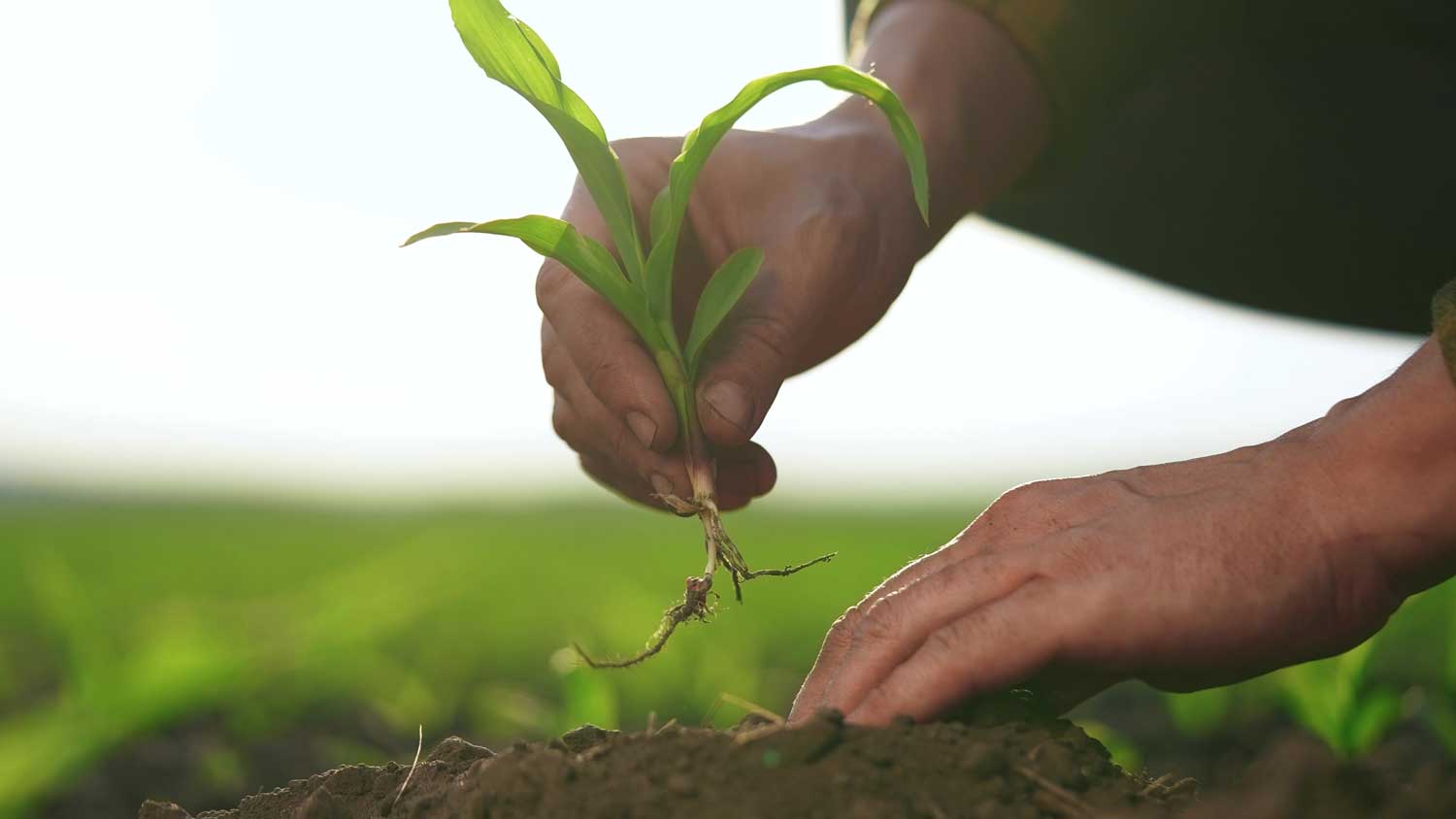 How Organic Farming is Boosting the Specialty Grains Market