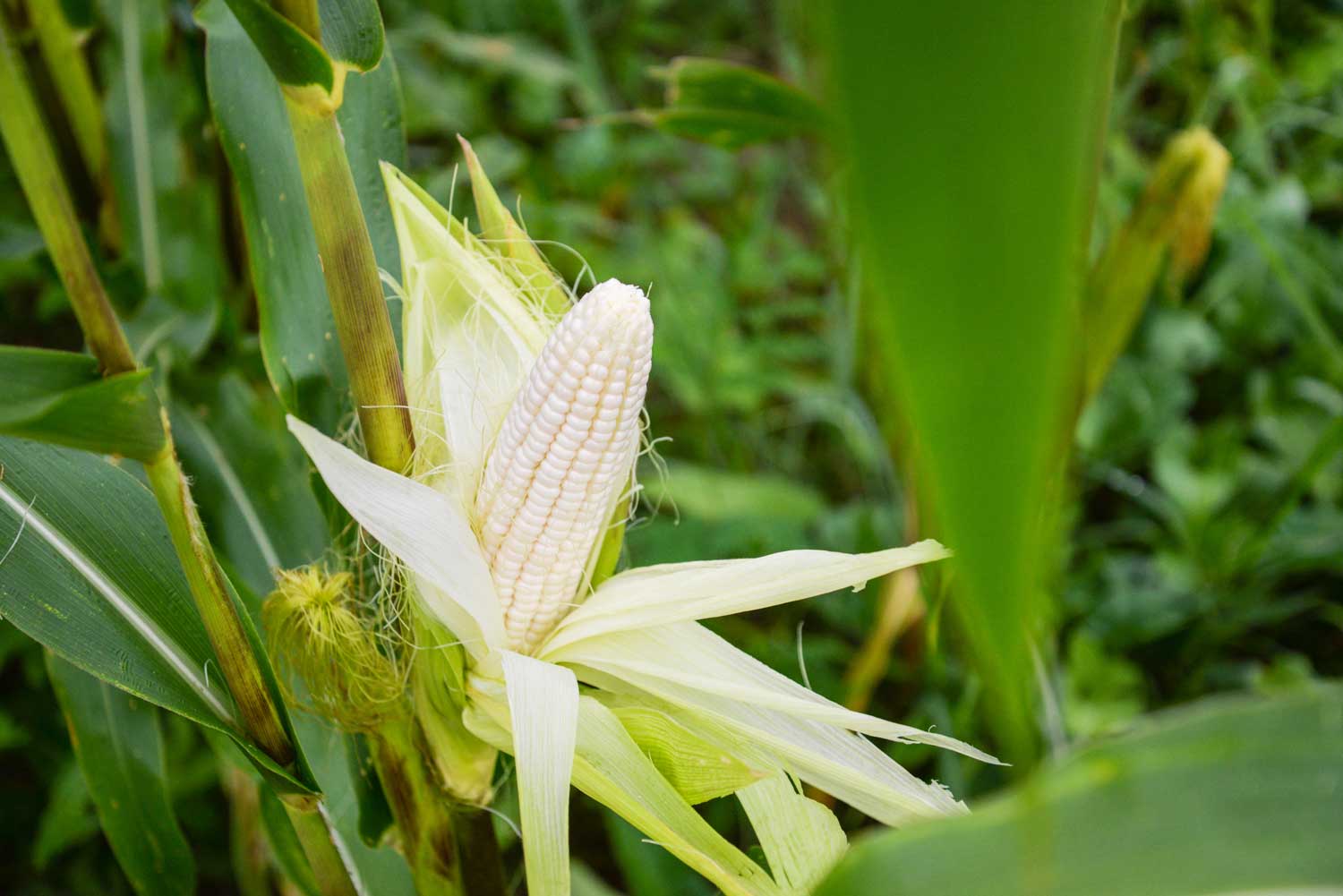 White organic corn in 50lb bags and totes staged for truckload delivery