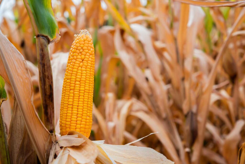 modern agriculture trends