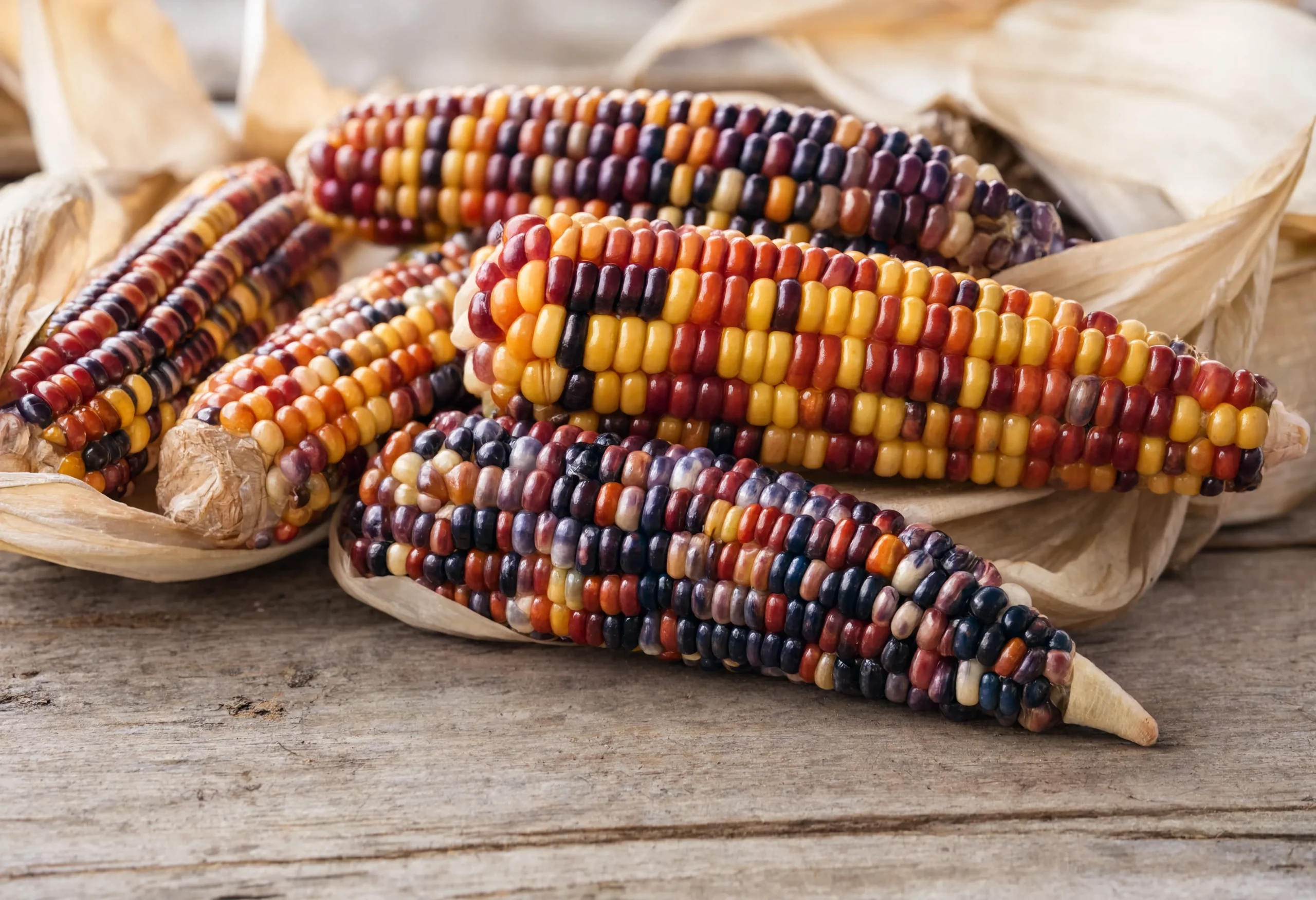 Heirloom flint corn ears in multiple colors showing specialty corn variety diversity available from food-grade grain supplier