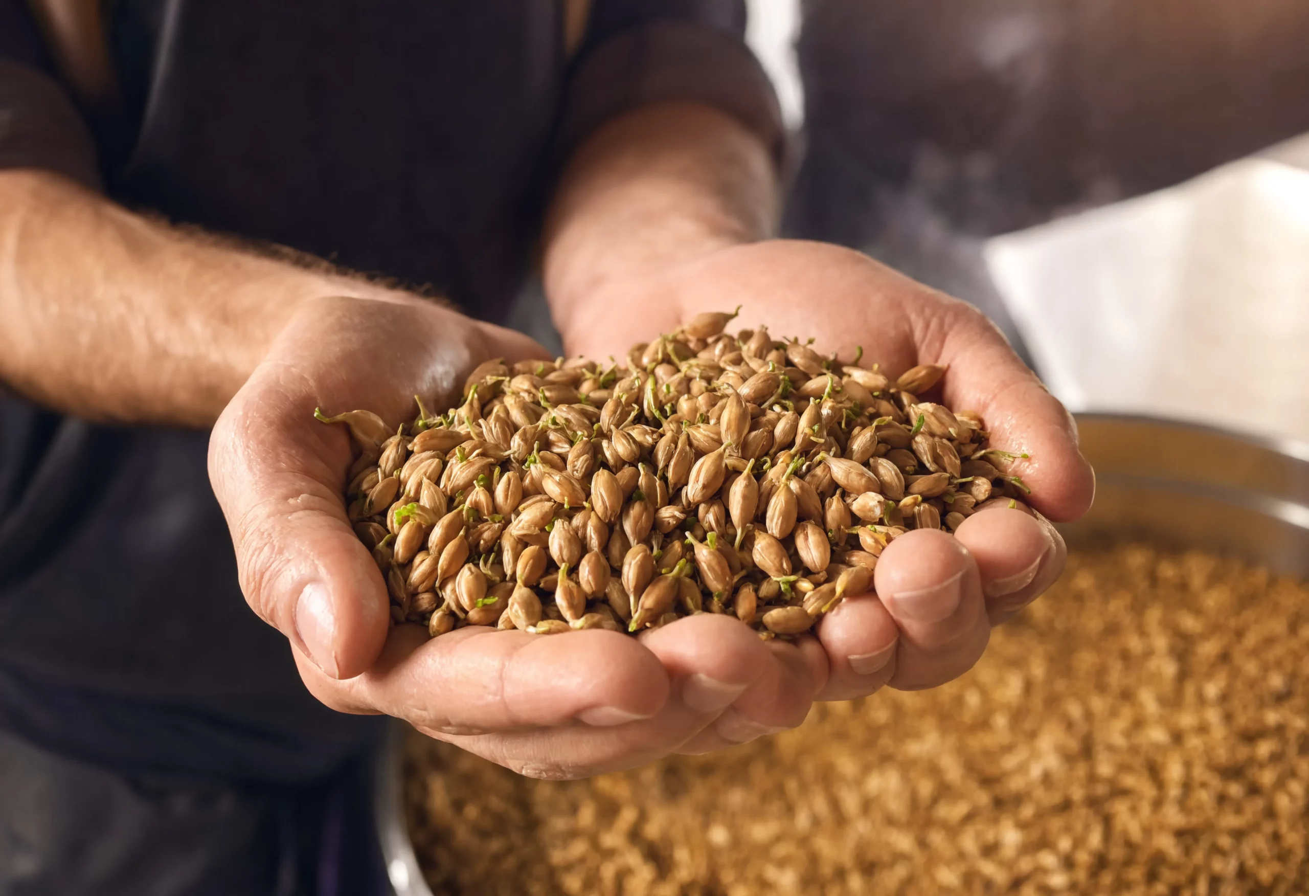 Malted barley grain kernels held in hands demonstrating non-GMO grain supplier quality inspection