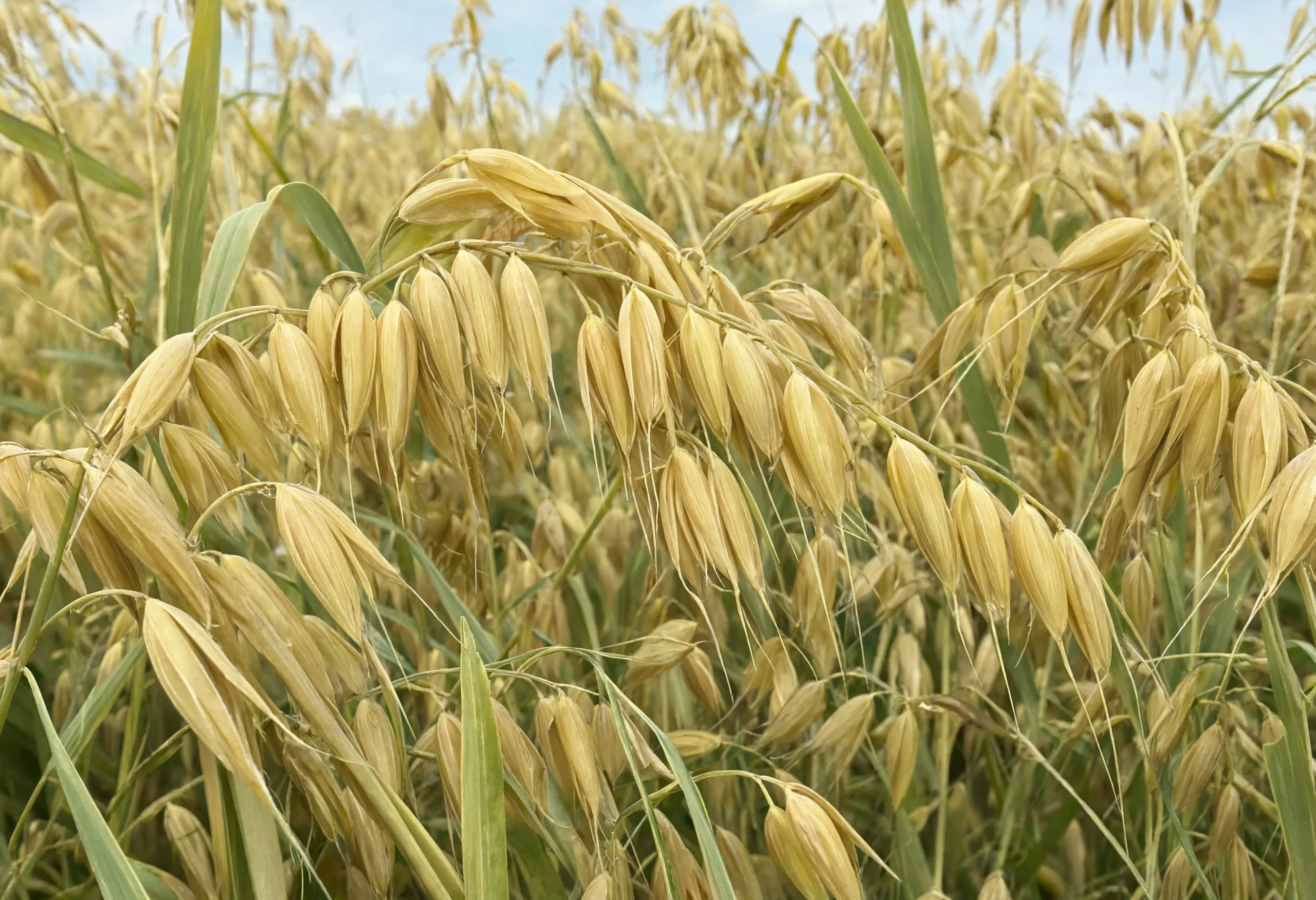 Oat grain field in natural light representing certified organic grain supplier farming practices